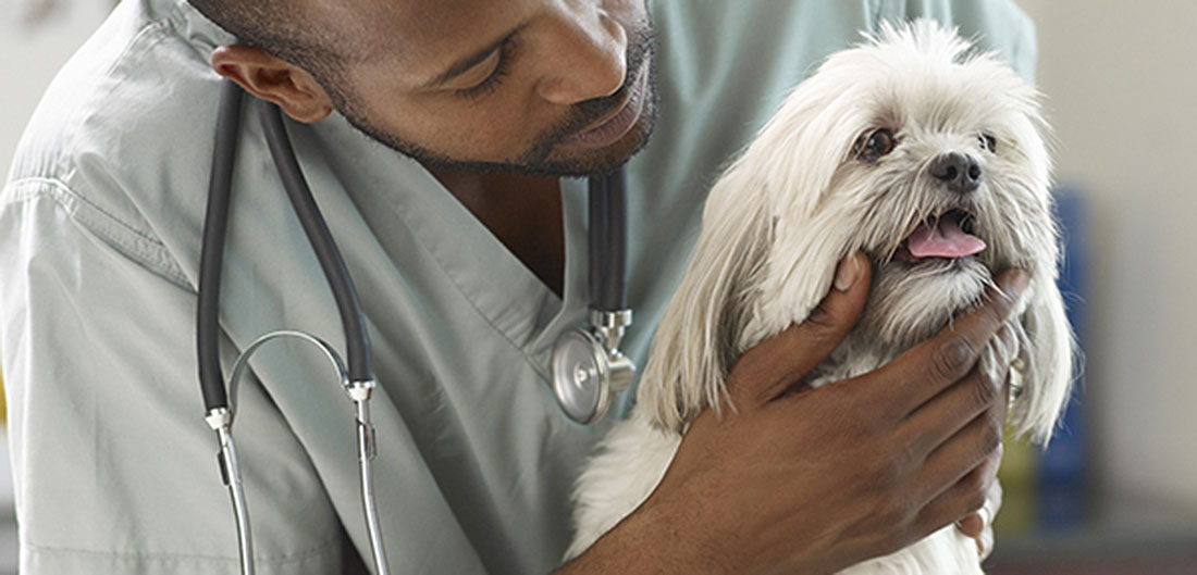 Small dog with medical professional