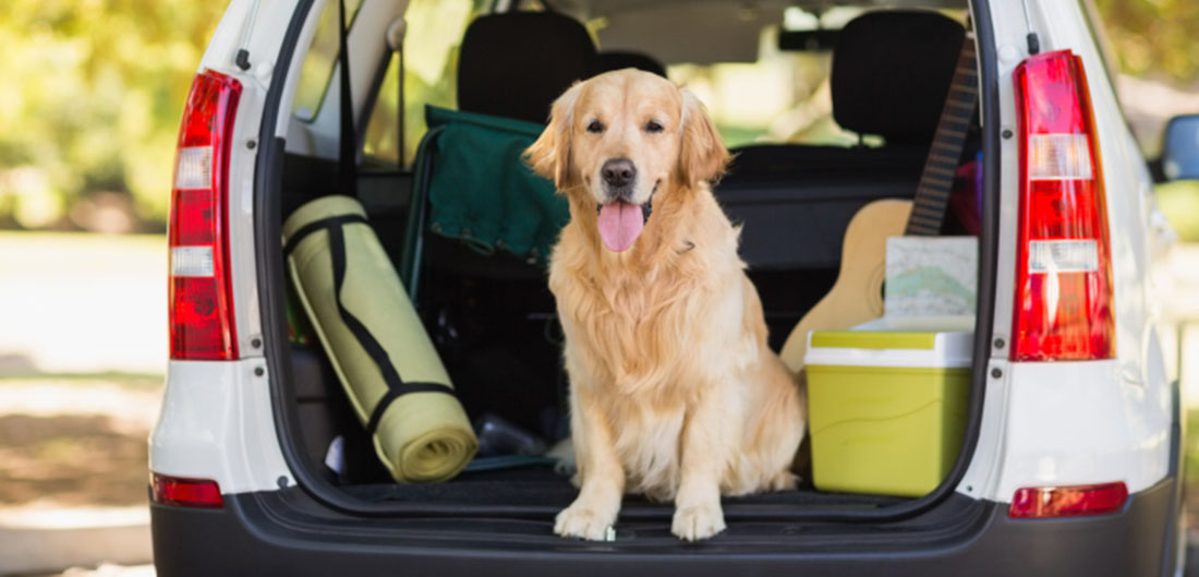 How to Keep Pets Safe in Cars