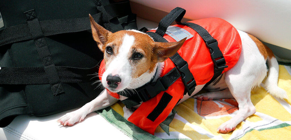 Small Dog in Orange Life Vest on watercraft