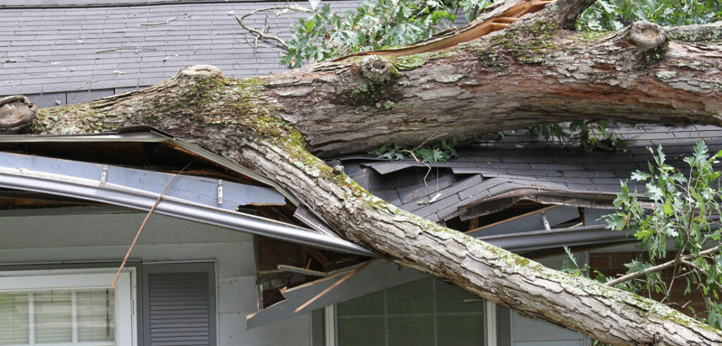 Homeowners insurance in Raleigh Tree on house crushing roof